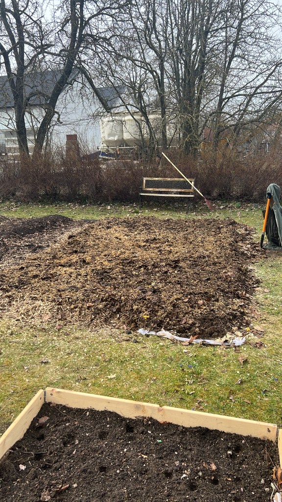 Trädgårdslandets potatisdel, skall även varva med lök mellan potatisen. Massor med kompost, hönsgödsel och trädgårdsräfs. 
